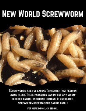 Screwworms